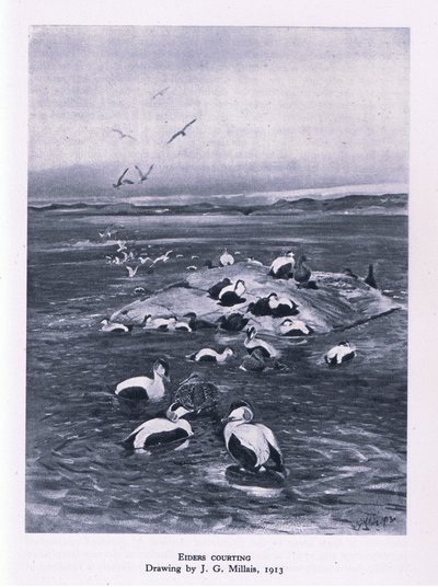 Eiders udvarlás, Nature in Britain, Collins, 1946 alkotó: John Guille Millais
