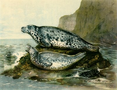 „Grey Seal”, c1905, 1943. alkotó: John Guille Millais