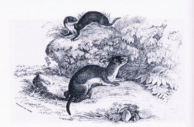 Studies of Badgers, Nature in Britain, Collins alkotó: John Guille Millais