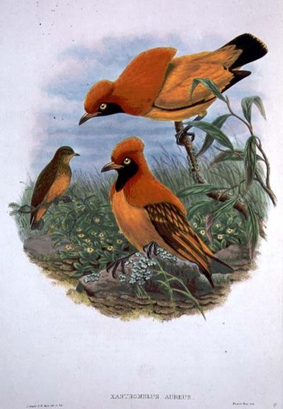 Xanthomelus Aureus (színes litho) alkotó: John and Hart William Gould