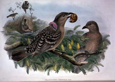 Chlamydera Orientalis (színes litho) alkotó: John and Hart William Gould