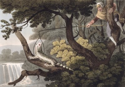 Mexikói gyíkfogó, metszett Matthew Dubourg (fl.1785-1820), kiadó: Edward Orme, 1813 alkotó: John Heaviside Clark