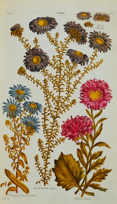Aster, 1759-73 alkotó: John Hill