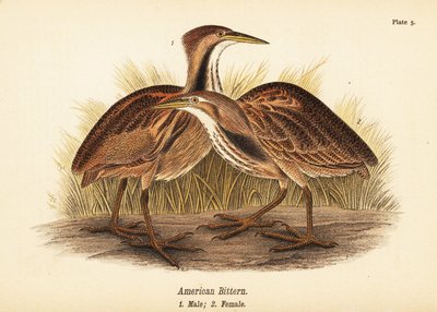 Amerikai keserű, Botaurus lentiginosus, hím 1, nőstény 2 alkotó: John James (after) Audubon