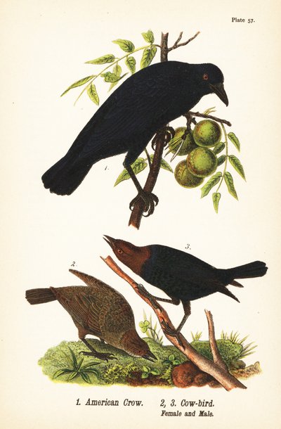 amerikai varjú, Corvus brachyrhynchos 1 és barna fejű tehénmadár, Molothrus ater, nőstény 2 és hím 3 alkotó: John James (after) Audubon