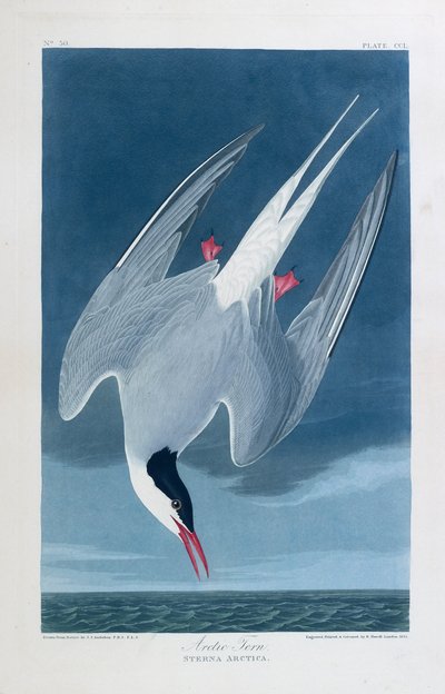 Sarki csér, Amerika madarai alkotó: John James (after) Audubon