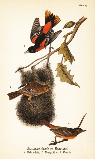 Baltimore oriole vagy függőfészek, Icterus galbula alkotó: John James (after) Audubon