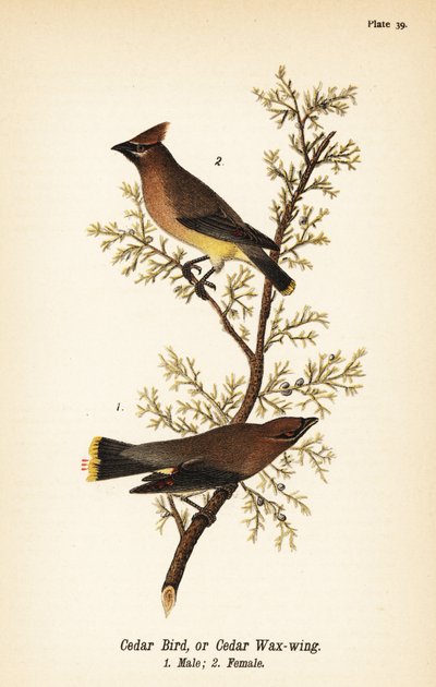 Cédrus viaszszárny, Bombycilla cedrorum Cédrusmadár vagy cédrusviaszszárny, hím 1, nőstény 2 alkotó: John James (after) Audubon
