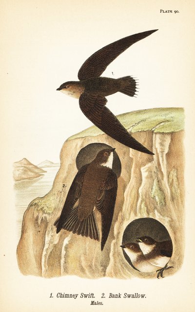 Kéménysebes, Chaetura pelagica 1, parlagi fecske, Riparia riparia 2, hímek alkotó: John James (after) Audubon