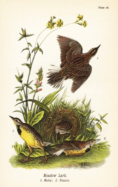 Keleti réti pacsirta, Sturnella magna alkotó: John James (after) Audubon