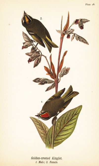 Aranykoronás királyfi, Regulus satrapa alkotó: John James (after) Audubon