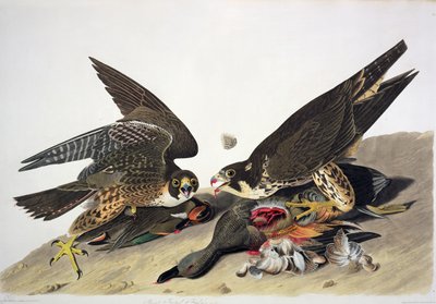  alkotó: John James (after) Audubon