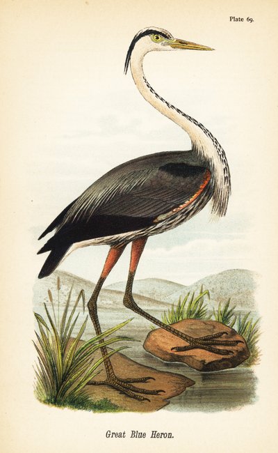 Nagy kék gém, Ardea herodias alkotó: John James (after) Audubon