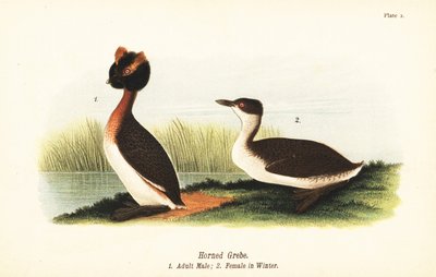 Szarvas vöcsök, Podiceps auritus, kifejlett hím 1, nőstény téli tollazatban alkotó: John James (after) Audubon