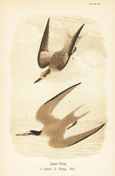 Legkisebb csér, Sternula antillarum, imágó 1, fiatal, őszi tollazata 2 alkotó: John James (after) Audubon