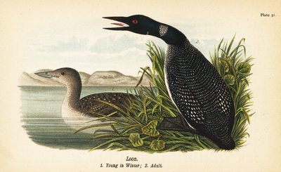 Loon, Gavia immer, fiatal télen 1, felnőtt 2 alkotó: John James (after) Audubon