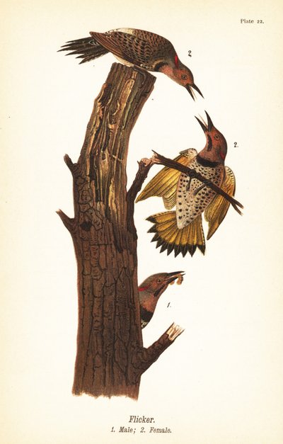 Északi villogás, Colaptes auratus alkotó: John James (after) Audubon