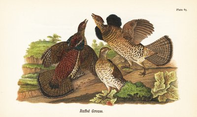 Nyírfajd, Bonasa umbellus alkotó: John James (after) Audubon
