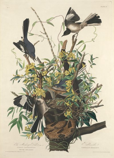 A gúnyos madár alkotó: John James (after) Audubon