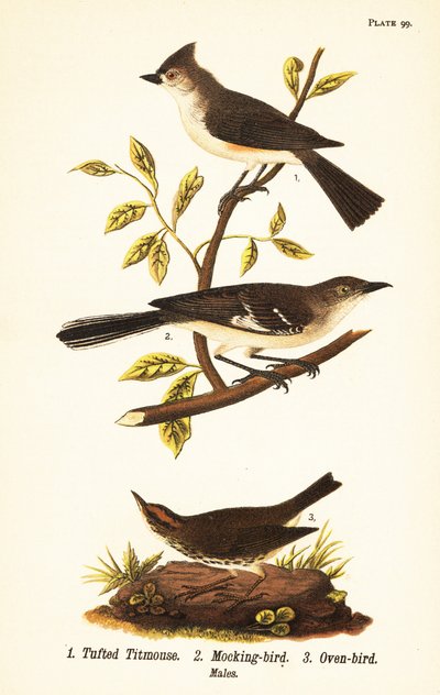 Bojtos cinege, Baeolophus bicolor, északi gúnymadár, Mimus polyglottos és sütőmadár, Seiurus aurocapilla alkotó: John James (after) Audubon