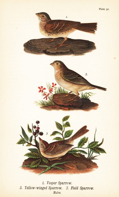 Vesperás veréb, Pooecetes gramineus 1, szöcske veréb, Ammodramus savannarum 2 és mezei veréb, Spizella pusilla 3 alkotó: John James (after) Audubon