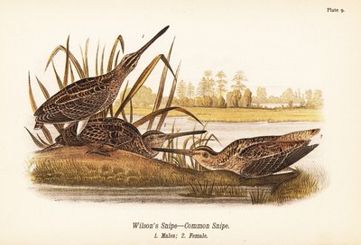 Wilson szalonka vagy közönséges szalonka, Gallinago delicata, hímek 1, nőstények 2 alkotó: John James (after) Audubon