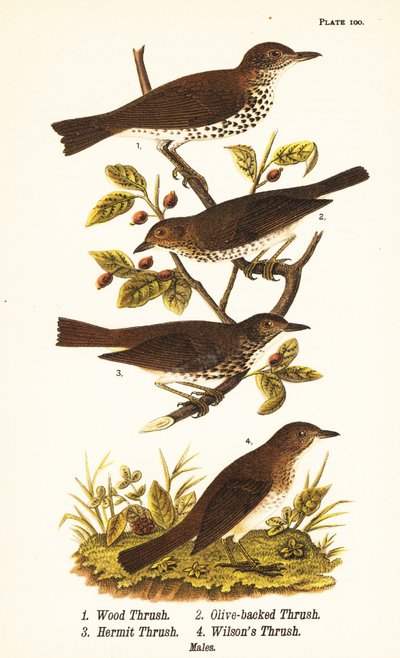 Erdei rigó, Hylocichia mustelina 1, Swainson-rigó, Catharus ustulatus 2, olajbogyó-hátú rigó vagy remeterigó, Catharus guttatus 3 és sárgarigó vagy Wilson-rigó, Catharus fuscescens 4 alkotó: John James (after) Audubon