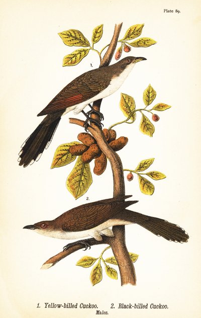 Sárgacsőrű kakukk, Coccyzus americanus 1 és feketecsőrű kakukk, Coccyzus erythropthalmus 2, hímek alkotó: John James (after) Audubon