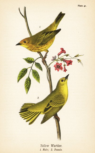 Sárga poszáta, Setophaga petechia, hím 1, nőstény 2 alkotó: John James (after) Audubon