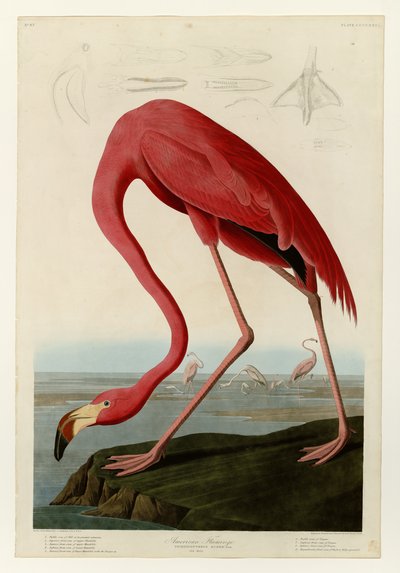 431 Amerikai flamingó alkotó: John James Audubon