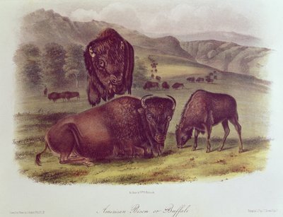 Amerikai bölény vagy bölény, az "Észak-Amerika négylábúi" című könyvből, 1842-45. alkotó: John James Audubon