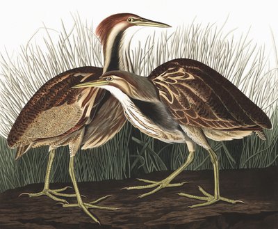 American Bittern, Botaurus Lentiginosus, a "The Birds of America"-ból, John J. Audubon, pub. 1827-38 alkotó: John James Audubon