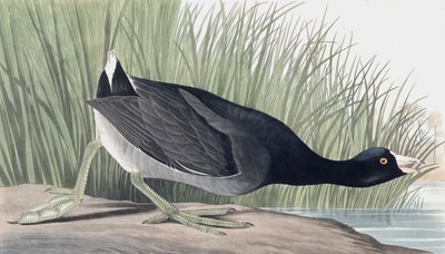American Coot, Fulica Americana, a "The Birds of America"-ból, John J. Audubon, pub. 1827-38 alkotó: John James Audubon