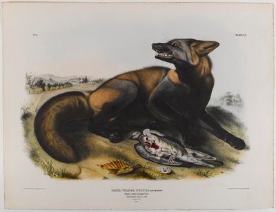 Amerikai keresztróka alkotó: John James Audubon