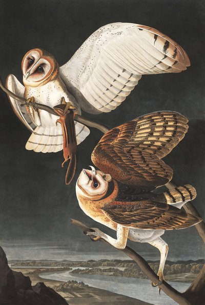 Erkölcsbagoly, Tyto Alba, a "The Birds of America"-ból, John J. Audubon, pub. 1827-38 alkotó: John James Audubon