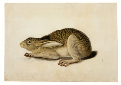 Feketefarkú nyúl alkotó: John James Audubon