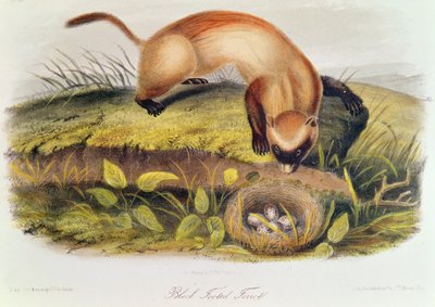 Feketelábú görény az észak-amerikai négylábúakból (1842-5) alkotó: John James Audubon