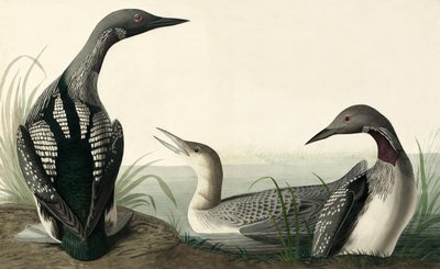 Feketetorkú búvár, Colymbus Arcticus, a "The Birds of America"-ból, John J. Audubon, pub. 1827-38 alkotó: John James Audubon