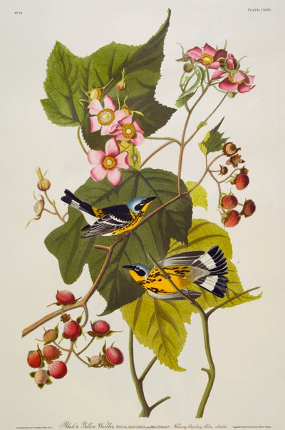 Fekete és Sárga Poszáta. Magnólia poszcsa alkotó: John James Audubon