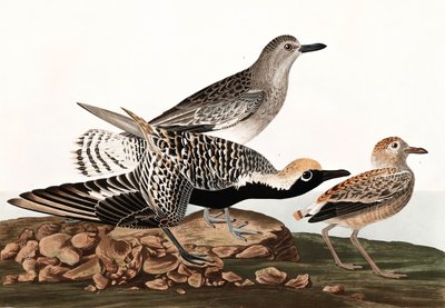 Black Bellied Plover, Charadrius Helveticus, a "The Birds of America"-ból, John J. Audubon, pub. 1827-38 alkotó: John James Audubon