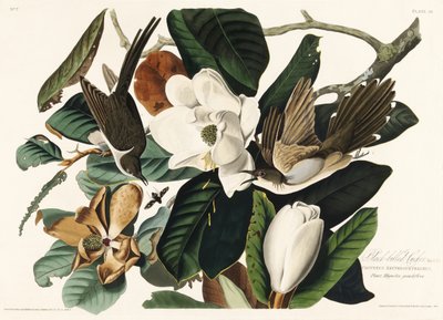 Fekete csőrű kakukk a *Birds of America* (1827) című műből alkotó: John James Audubon