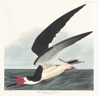 Fekete vízicsőrű a Birds of America című műből (1827) alkotó: John James Audubon