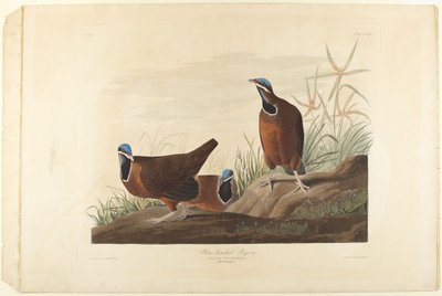  alkotó: John James Audubon