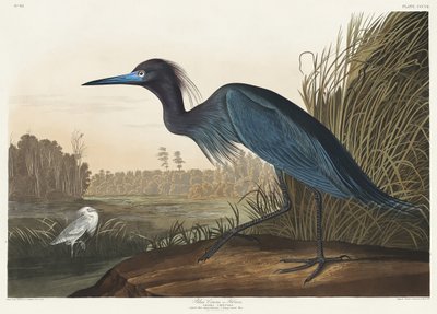 Kék daru vagy gém a *Birds of America* (1827) című műből alkotó: John James Audubon