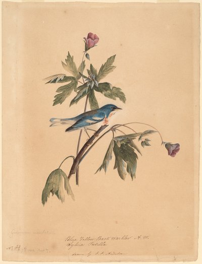 Kék Sárga hátsó poszáta alkotó: John James Audubon