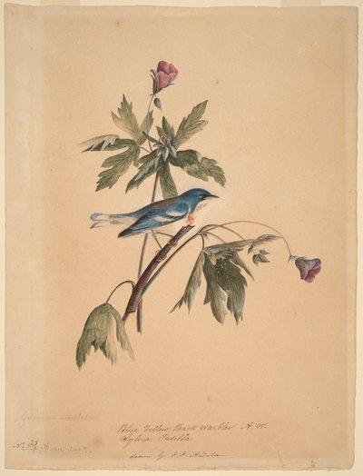 Kék-sárga háti poszáta alkotó: John James Audubon