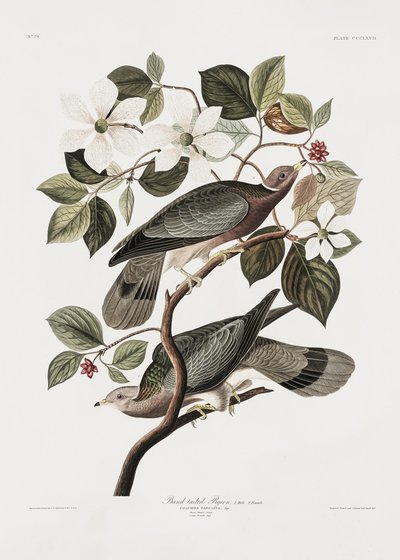 A „Birds of America” (1827) című műből származó, farokjelzéssel ellátott galamb alkotó: John James Audubon