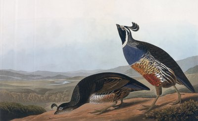 Kaliforniai partifecske, az "Amerika madarai"-ból, metszette Robert Havell (1793-1878) 1838 alkotó: John James Audubon