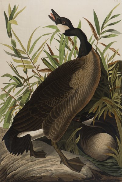 Kanadai liba, 1827-1838 (wc papíron) alkotó: John James Audubon
