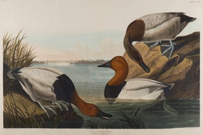 Vászonhátú kacsa, 1836 (wc papíron) alkotó: John James Audubon